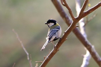 Japanese Tit 平谷川 Sat, 4/3/2021