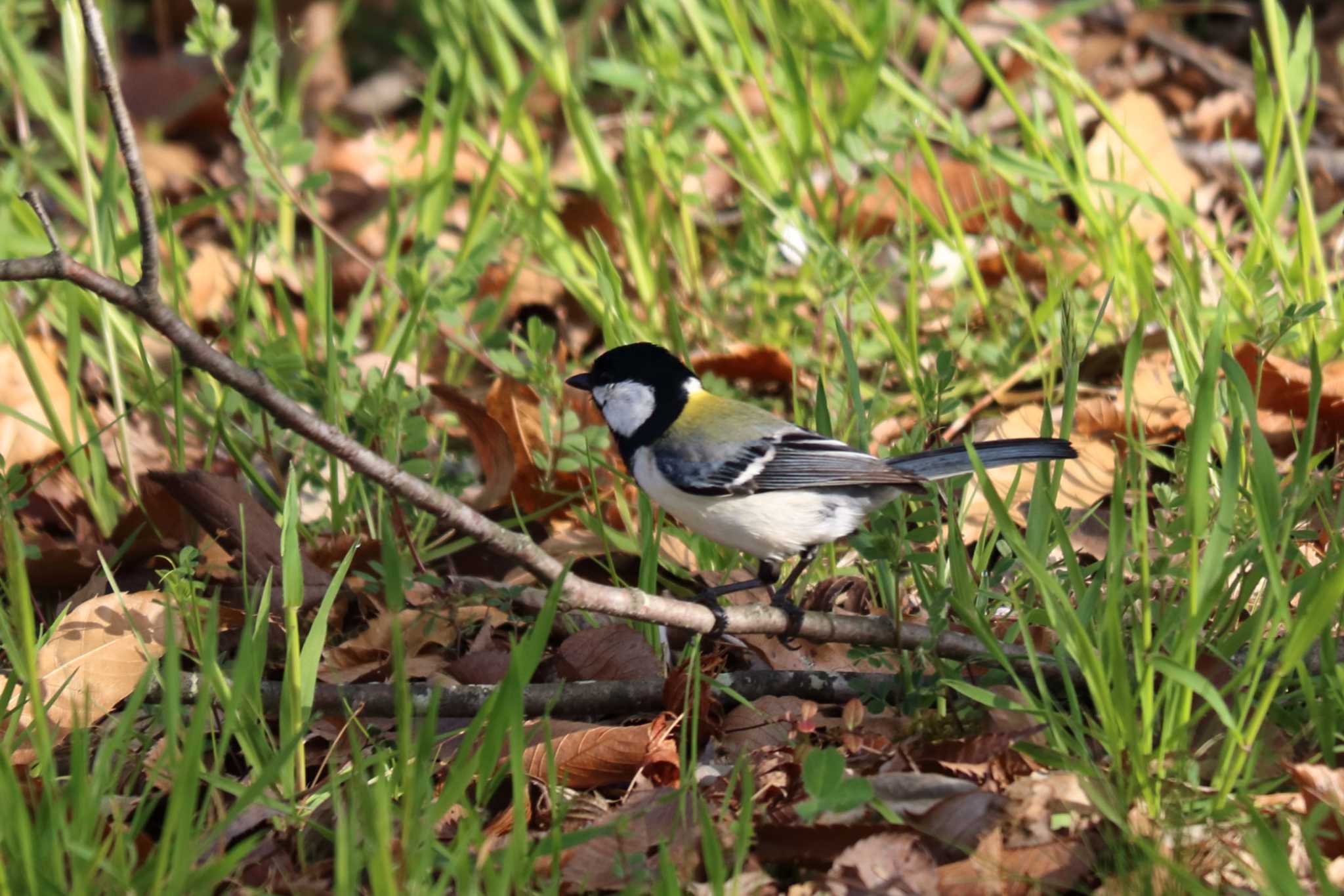 Japanese Tit