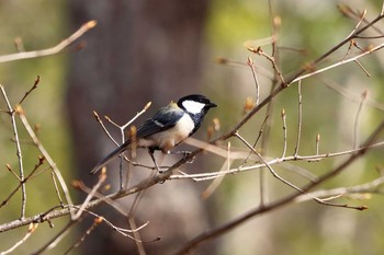 Japanese Tit 平谷川 Sat, 4/3/2021