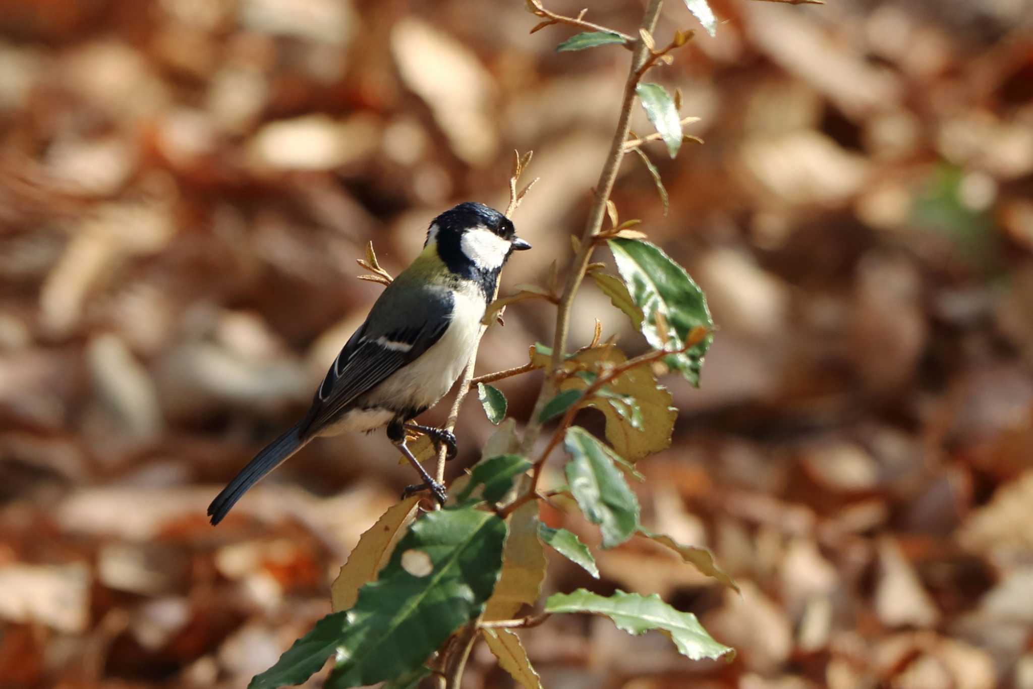 Japanese Tit