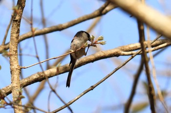 Long-tailed Tit 平谷川 Sat, 4/3/2021