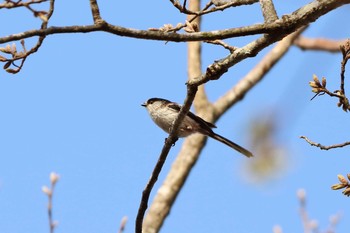 Long-tailed Tit 平谷川 Sat, 4/3/2021