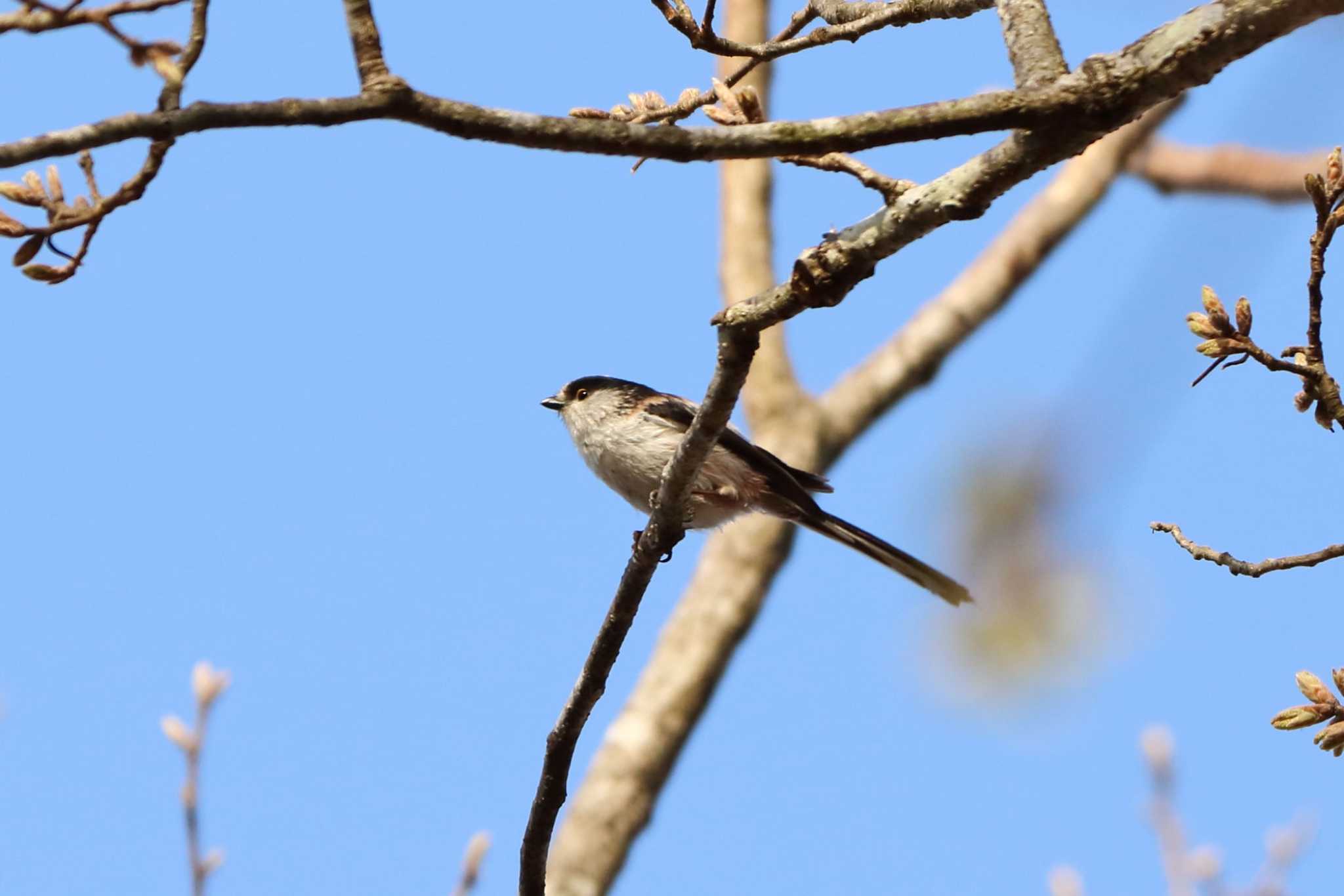 Photo of Long-tailed Tit at 平谷川 by いわな