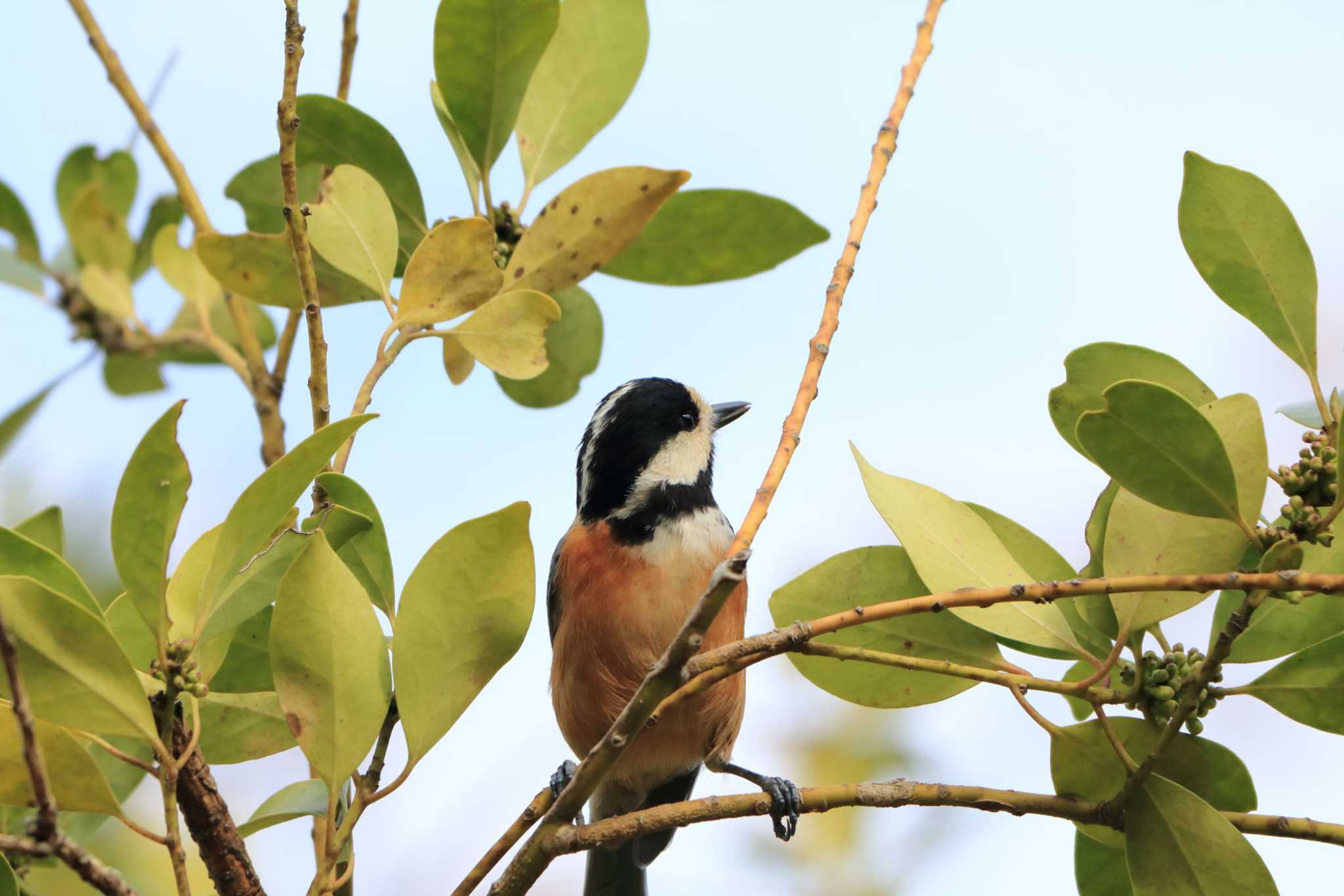 Photo of Varied Tit at 平谷川 by いわな