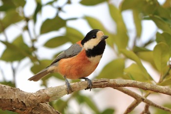 Varied Tit 平谷川 Sat, 4/3/2021