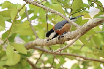 Varied Tit 平谷川 Sat, 4/3/2021