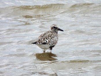 2021年4月3日(土) 安濃川河口の野鳥観察記録