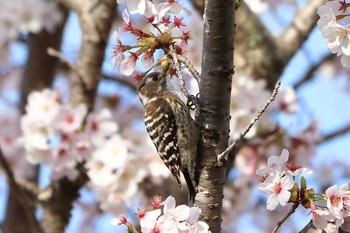 Japanese Pygmy Woodpecker 平谷川 Sat, 4/3/2021