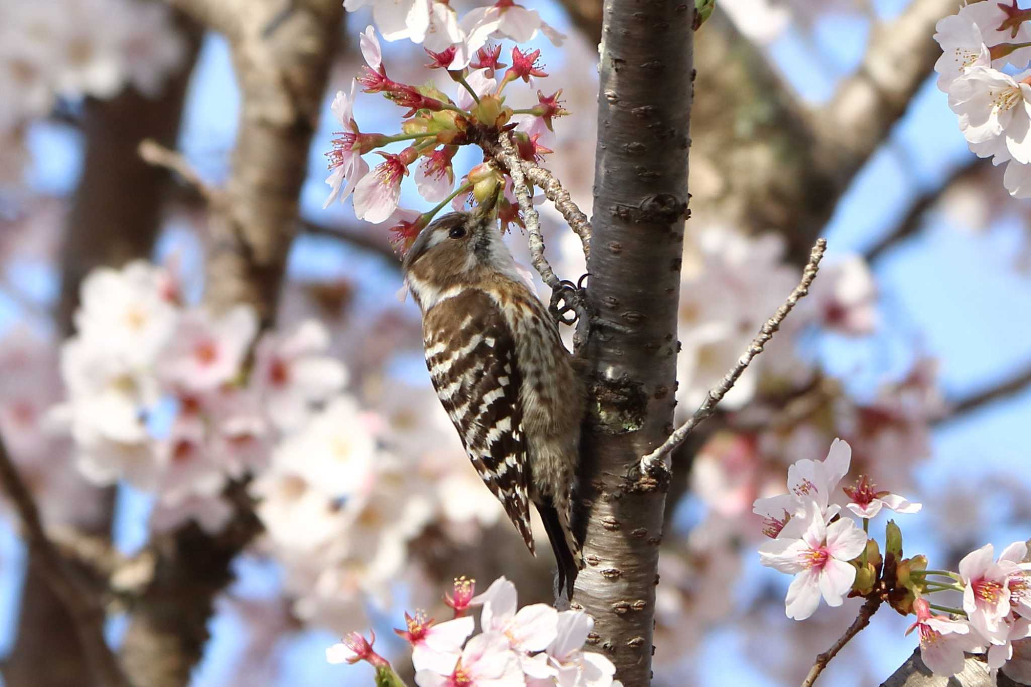 Photo of Japanese Pygmy Woodpecker at 平谷川 by いわな