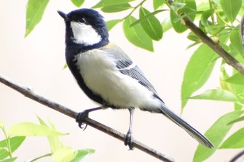 2021年4月3日(土) 芝川第一調節池(芝川貯水池)の野鳥観察記録