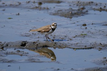 Little Ringed Plover Kasai Rinkai Park Sat, 4/3/2021