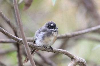 Grey Fantail Twelve Apostles Motel & Country Retreat Tue, 2/7/2017