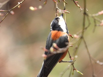 Varied Tit 仙台市西公園 Sat, 4/3/2021