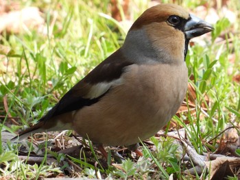 Hawfinch 仙台市西公園 Sat, 4/3/2021