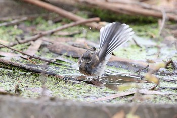 Grey Fantail Twelve Apostles Motel & Country Retreat Tue, 2/7/2017