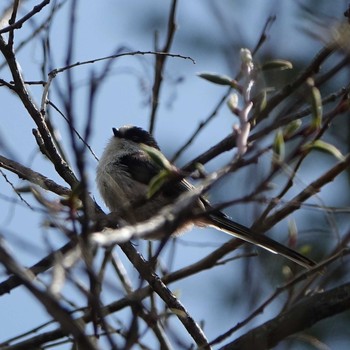 2021年4月3日(土) 桐生キャンプ場(滋賀県大津市)の野鳥観察記録