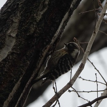 2021年1月28日(木) りょうぶの道(滋賀県草津市)の野鳥観察記録