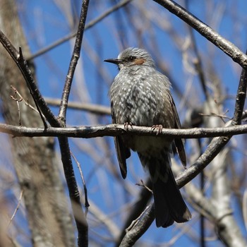 2021年2月6日(土) りょうぶの道(滋賀県草津市)の野鳥観察記録