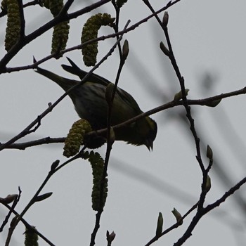 2021年3月12日(金) りょうぶの道(滋賀県草津市)の野鳥観察記録