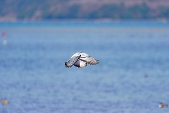 カワラバト 田鶴浜野鳥公園 2021年4月2日(金)