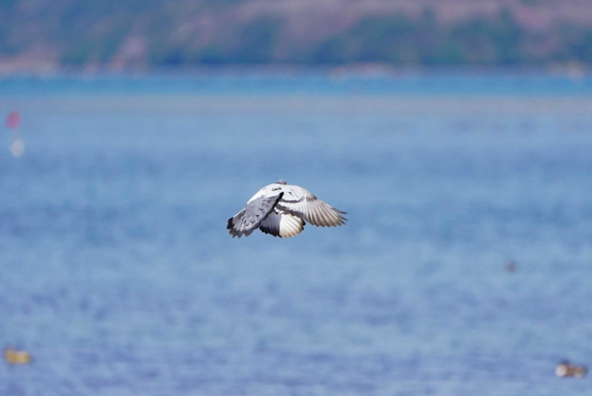 田鶴浜野鳥公園 カワラバトの写真 by ひげ@石川