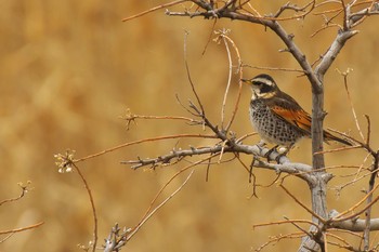 ツグミ 大阪南港野鳥園 撮影日未設定