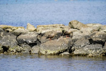 カルガモ 田鶴浜野鳥公園 2021年4月2日(金)