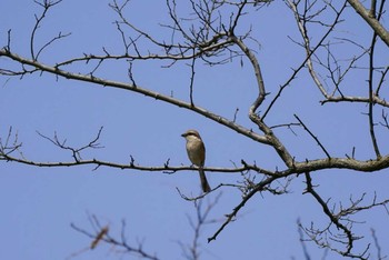 モズ 田鶴浜野鳥公園 2021年4月2日(金)