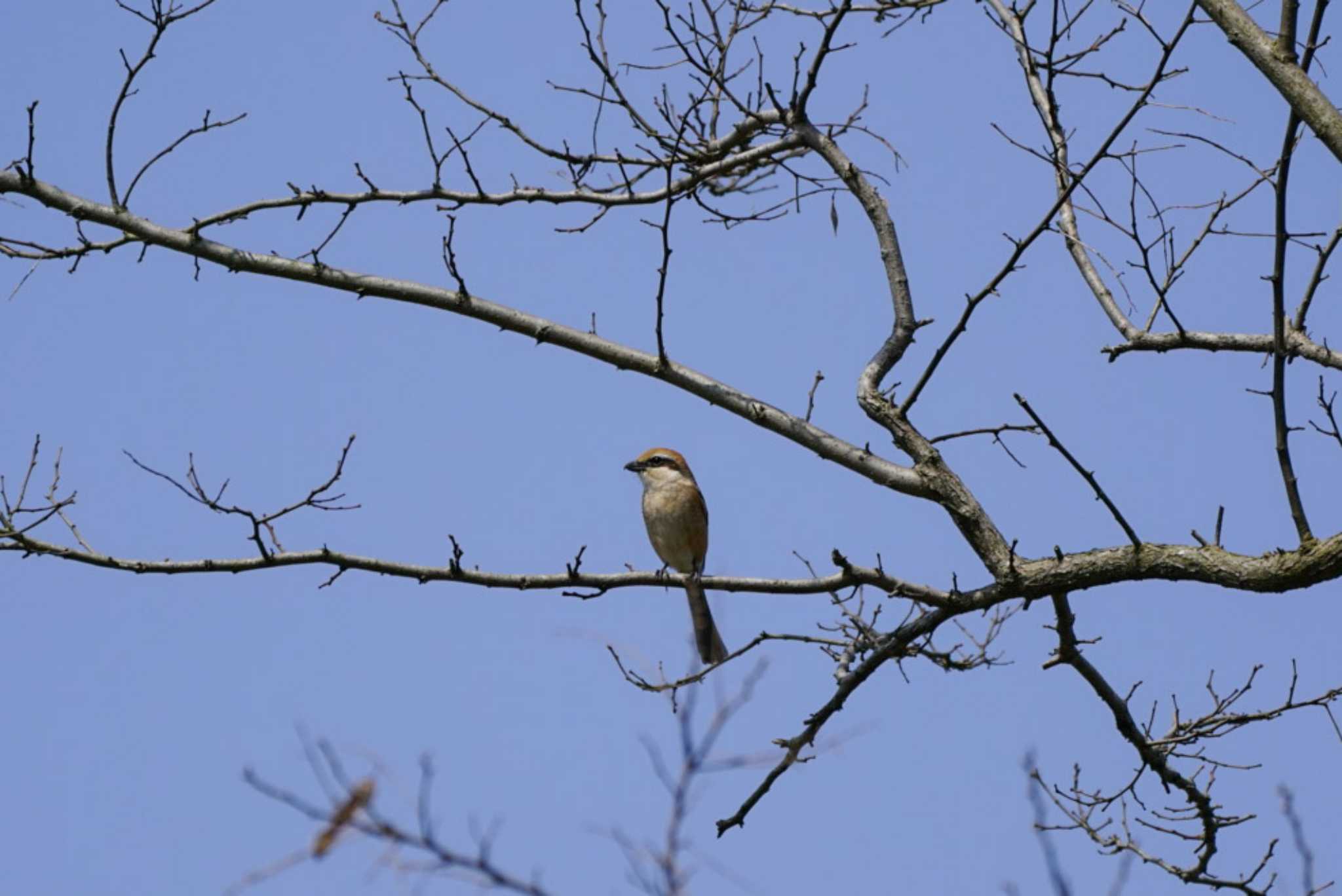 田鶴浜野鳥公園 モズの写真 by ひげ@石川