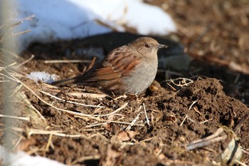 カヤクグリ 筑波山 2017年2月16日(木)