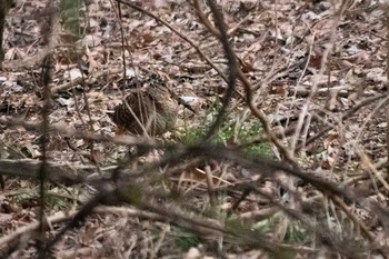 2021年2月20日(土) 舞岡公園の野鳥観察記録