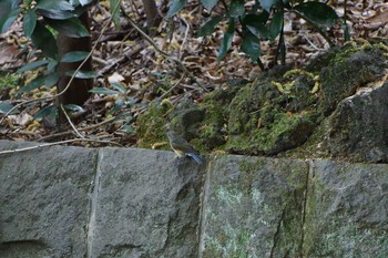 2021年4月3日(土) 石神井公園の野鳥観察記録
