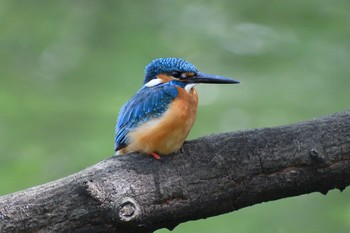 Sat, 4/3/2021 Birding report at 善福寺公園