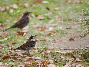 ツグミ 西宮市鳴尾浜 2021年4月3日(土)