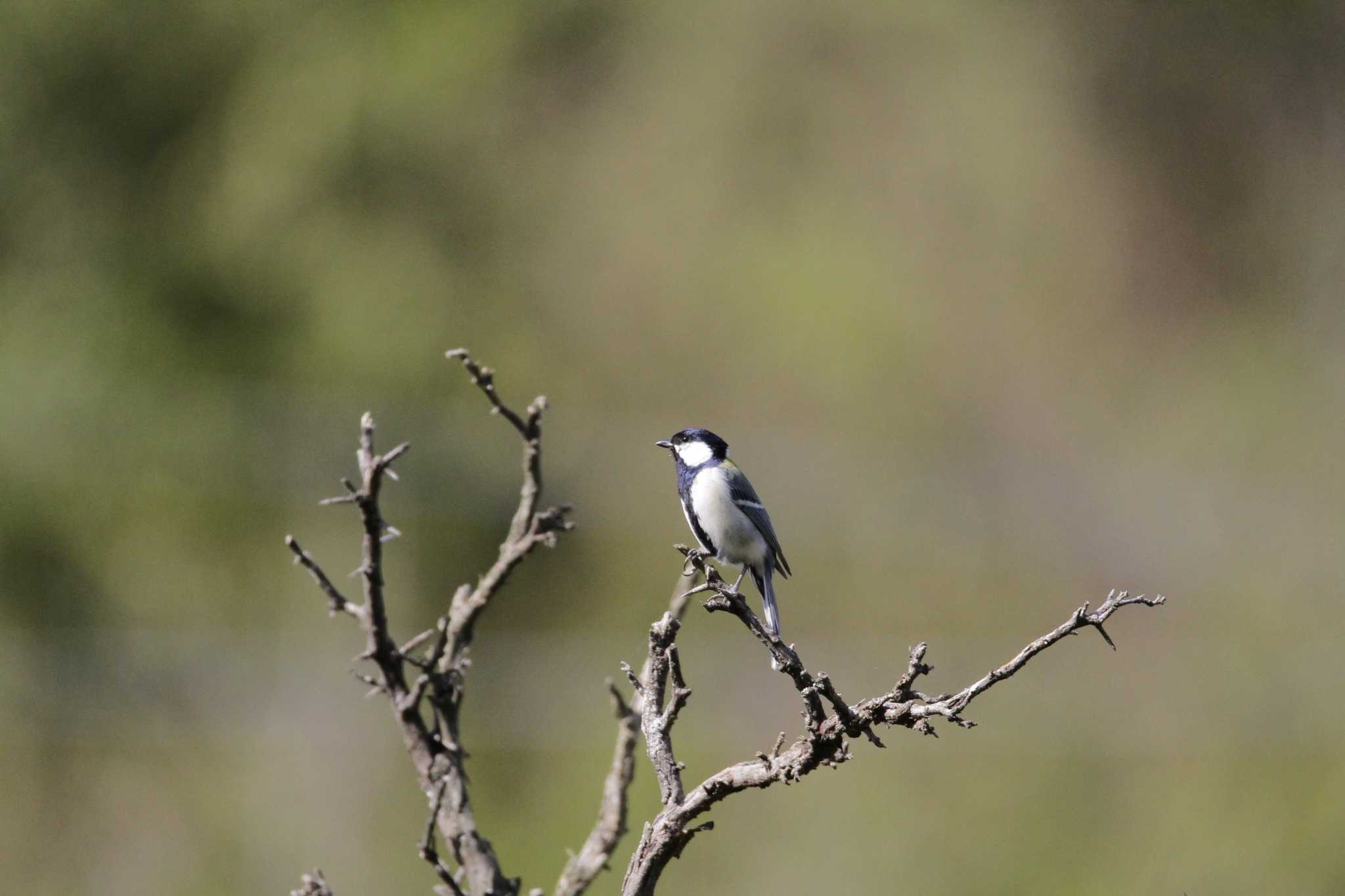 Japanese Tit