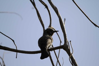 Brown-eared Bulbul 神奈川県相模原市 Sat, 4/3/2021