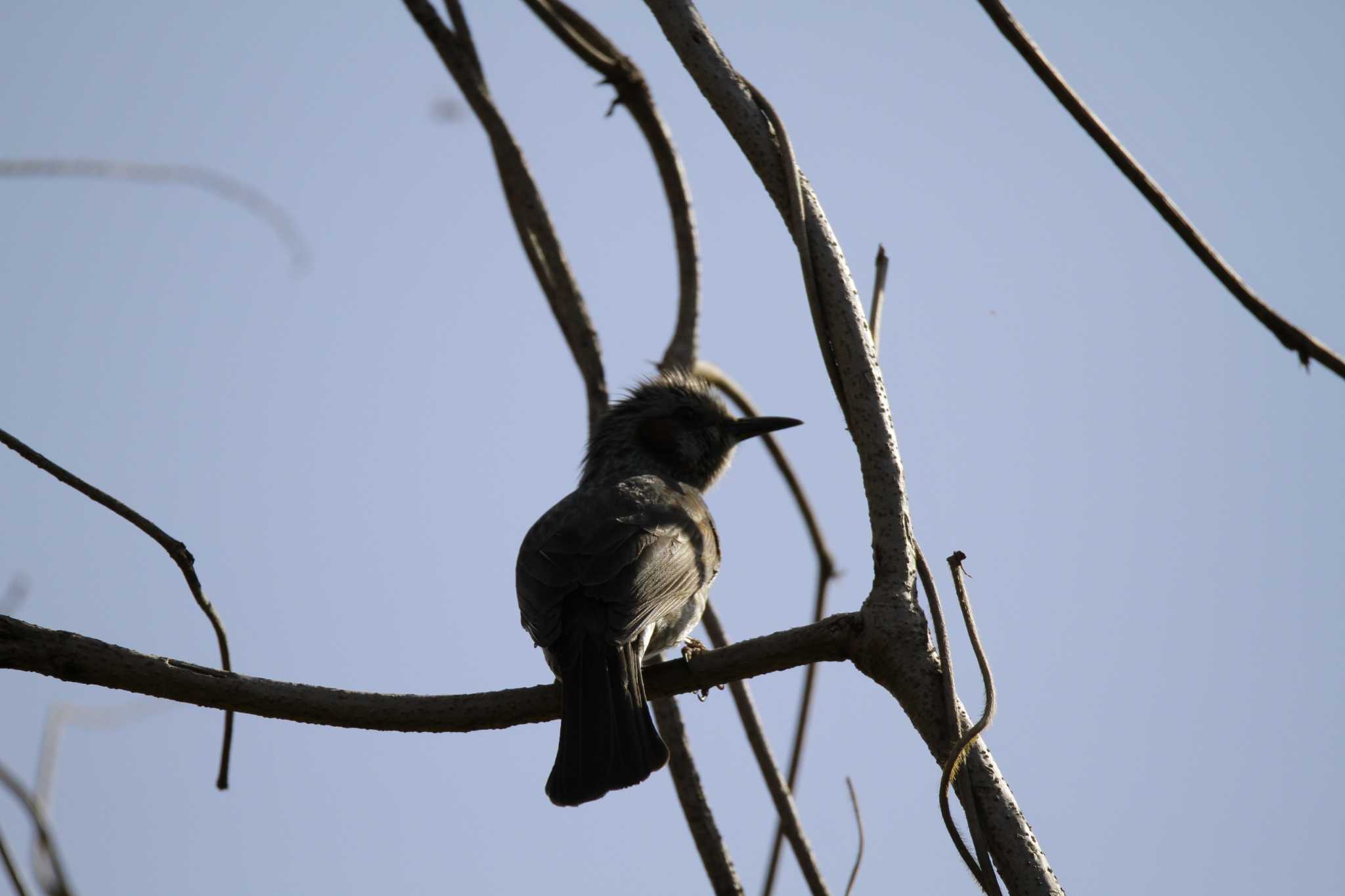 Brown-eared Bulbul