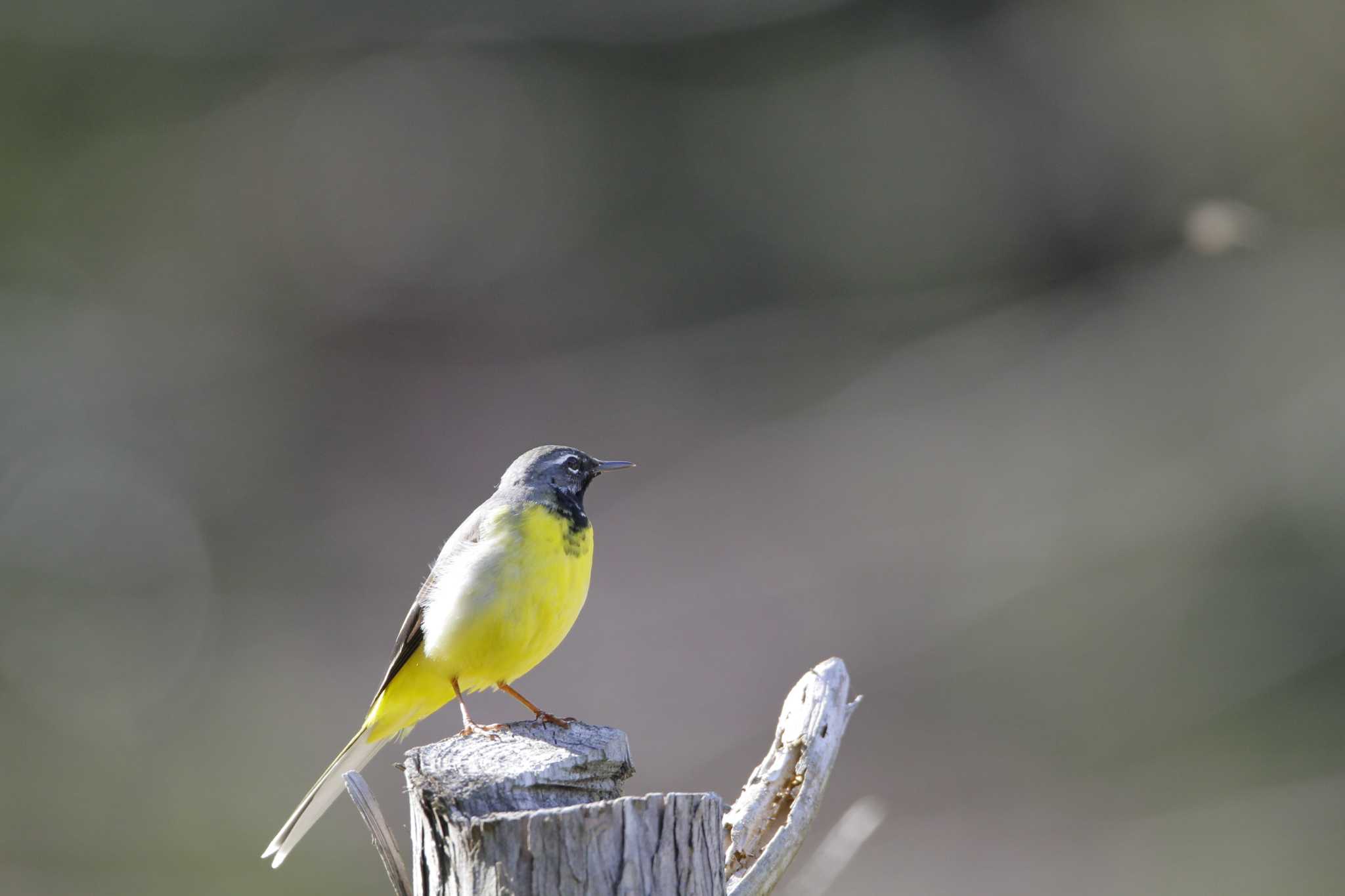 Grey Wagtail