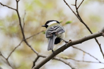 Japanese Tit 祖父江ワイルドネイチャー緑地 Sat, 4/3/2021