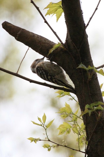 Japanese Pygmy Woodpecker 祖父江ワイルドネイチャー緑地 Sat, 4/3/2021