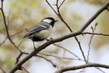 Japanese Tit 祖父江ワイルドネイチャー緑地 Sat, 4/3/2021