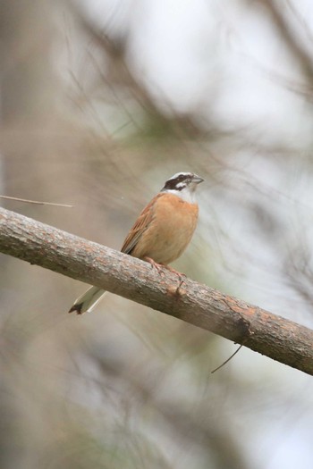 Meadow Bunting 祖父江ワイルドネイチャー緑地 Sat, 4/3/2021