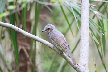 Brown-eared Bulbul 祖父江ワイルドネイチャー緑地 Sat, 4/3/2021