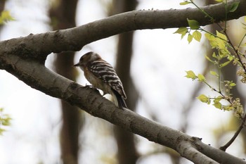 Japanese Pygmy Woodpecker 祖父江ワイルドネイチャー緑地 Sat, 4/3/2021