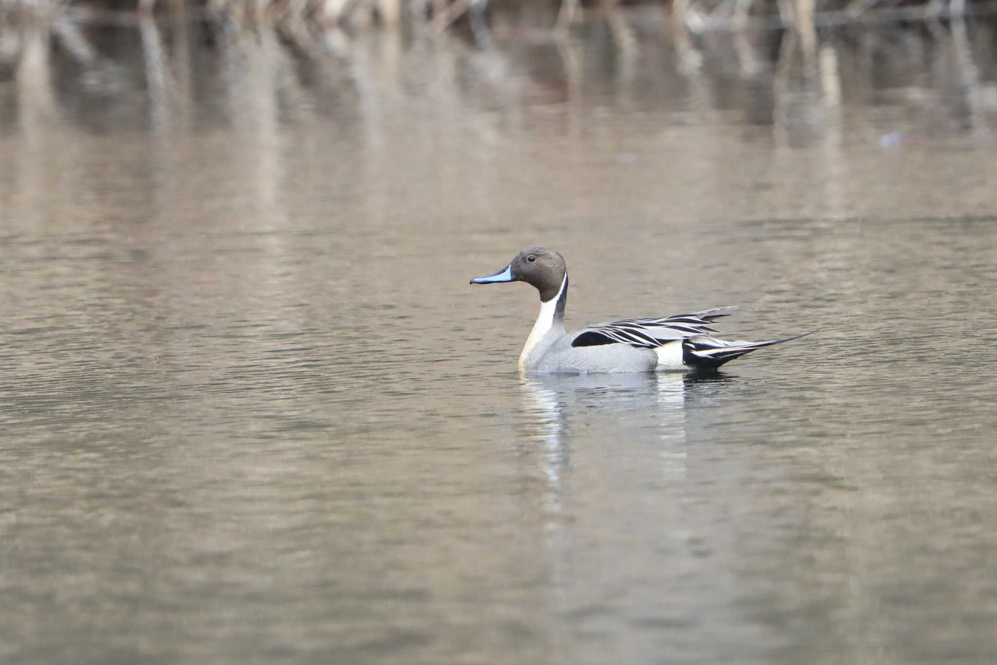 Northern Pintail