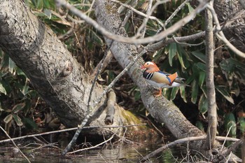 Sat, 4/3/2021 Birding report at 北海道　七飯町　大沼公園