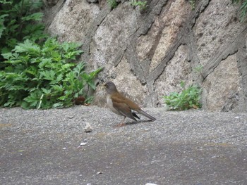 Pale Thrush 今川公園 Sat, 4/3/2021