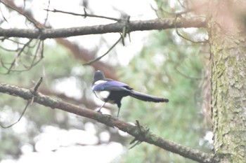 カササギ 浜の宮公園 2016年4月1日(金)