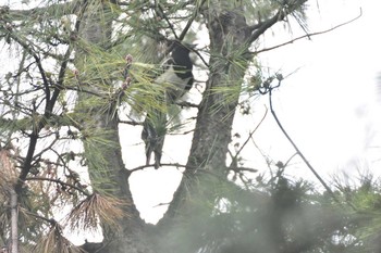 カササギ 浜の宮公園 2016年4月1日(金)