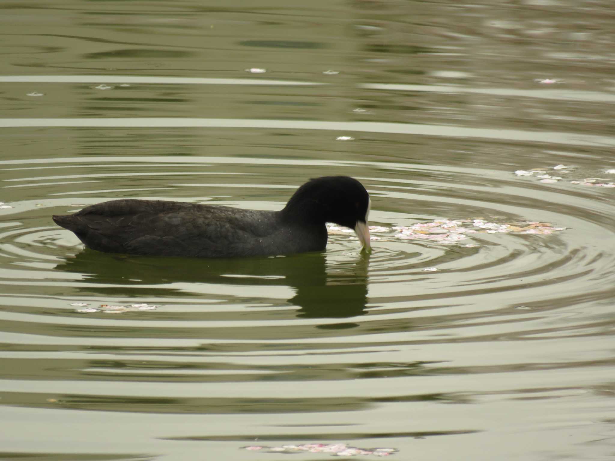 桃ケ池公園 オオバンの写真 by いまがわ